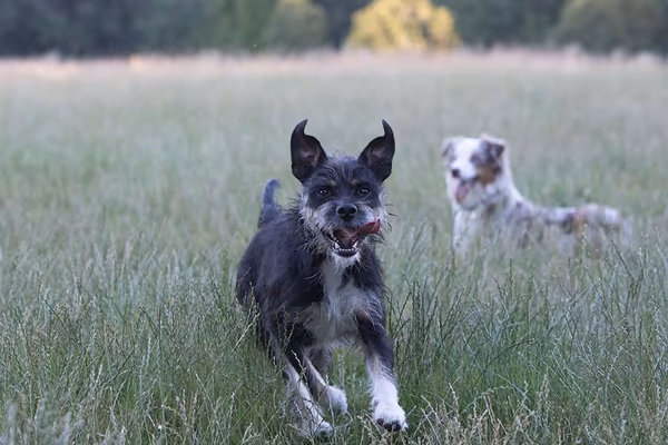 Woodland Meadow Park Off Leash Area photo 1
